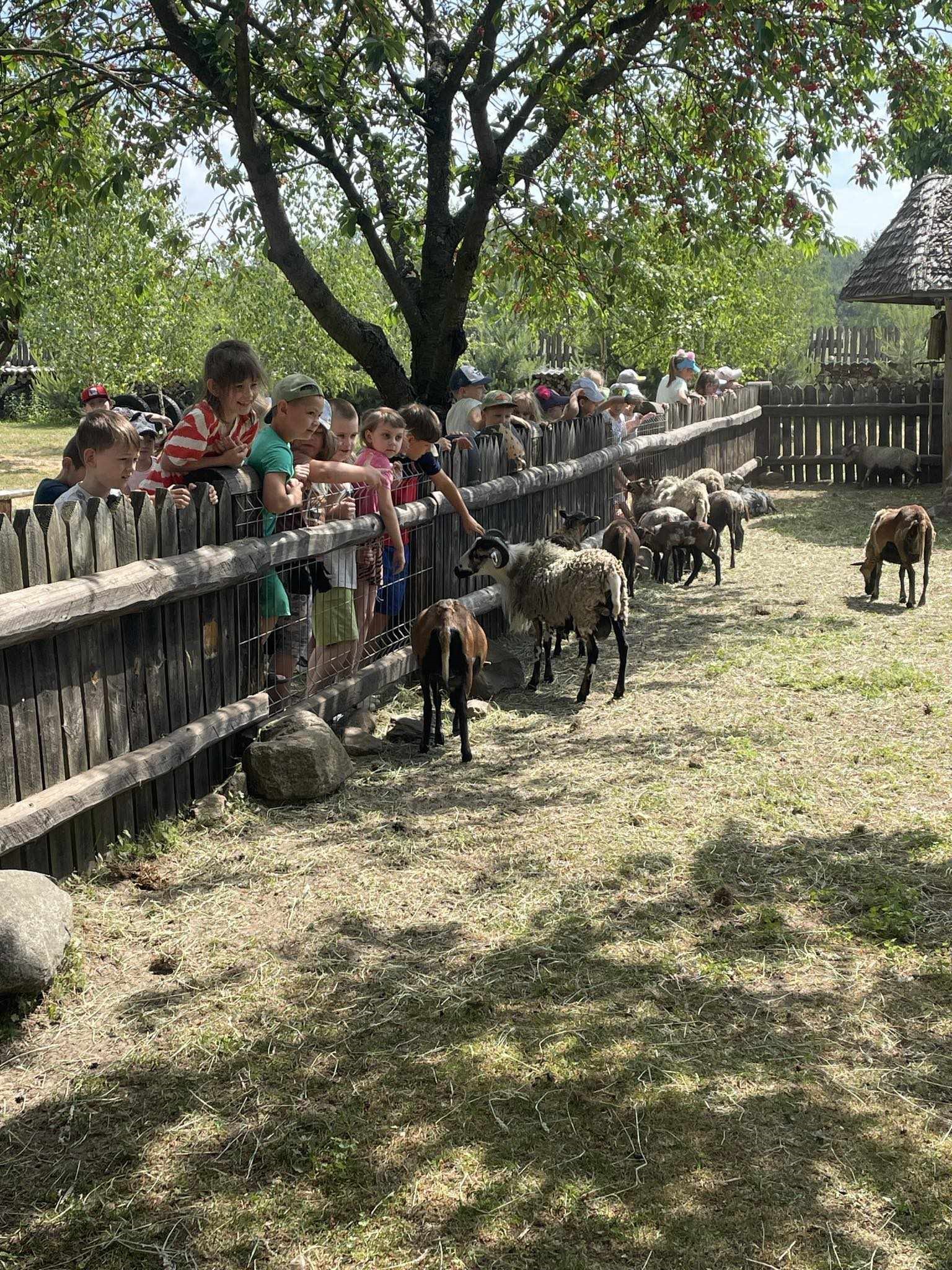 Grupa uczniów stojąca przy zagrodzie z kozami.